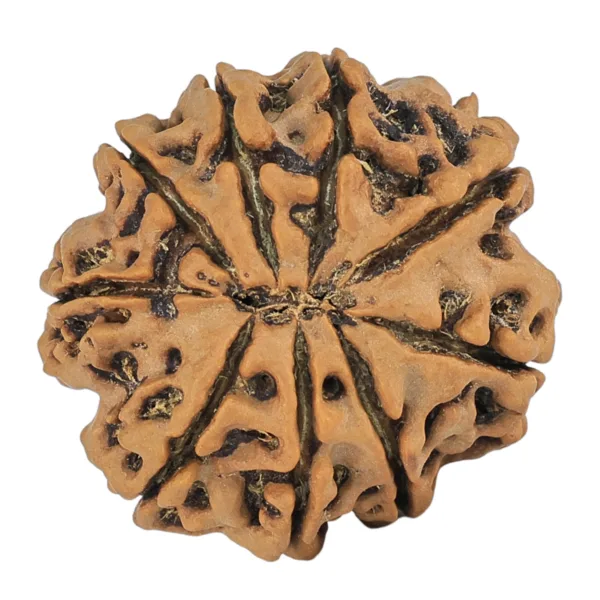 9 Mukhi Rudraksha 27.7mm 6gm - Rudraksha back