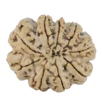 9 Mukhi Rudraksha 29.3mm 6gm - Rudraksha back