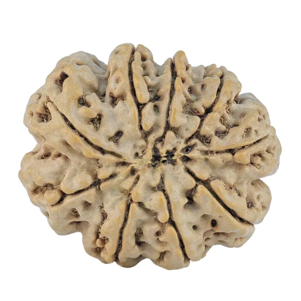 9 Mukhi Rudraksha 29.3mm 6gm - Rudraksha back