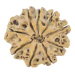9 Mukhi Rudraksha 26.8mm 4.93gm - Rudraksha back
