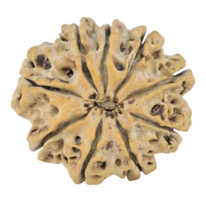 9 Mukhi Rudraksha 26.8mm 4.93gm - Rudraksha back