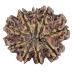 9 Mukhi Rudraksha 31.7mm 6.11gm - Rudraksha back