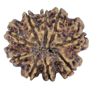 9 Mukhi Rudraksha 31.7mm 6.11gm - Rudraksha back