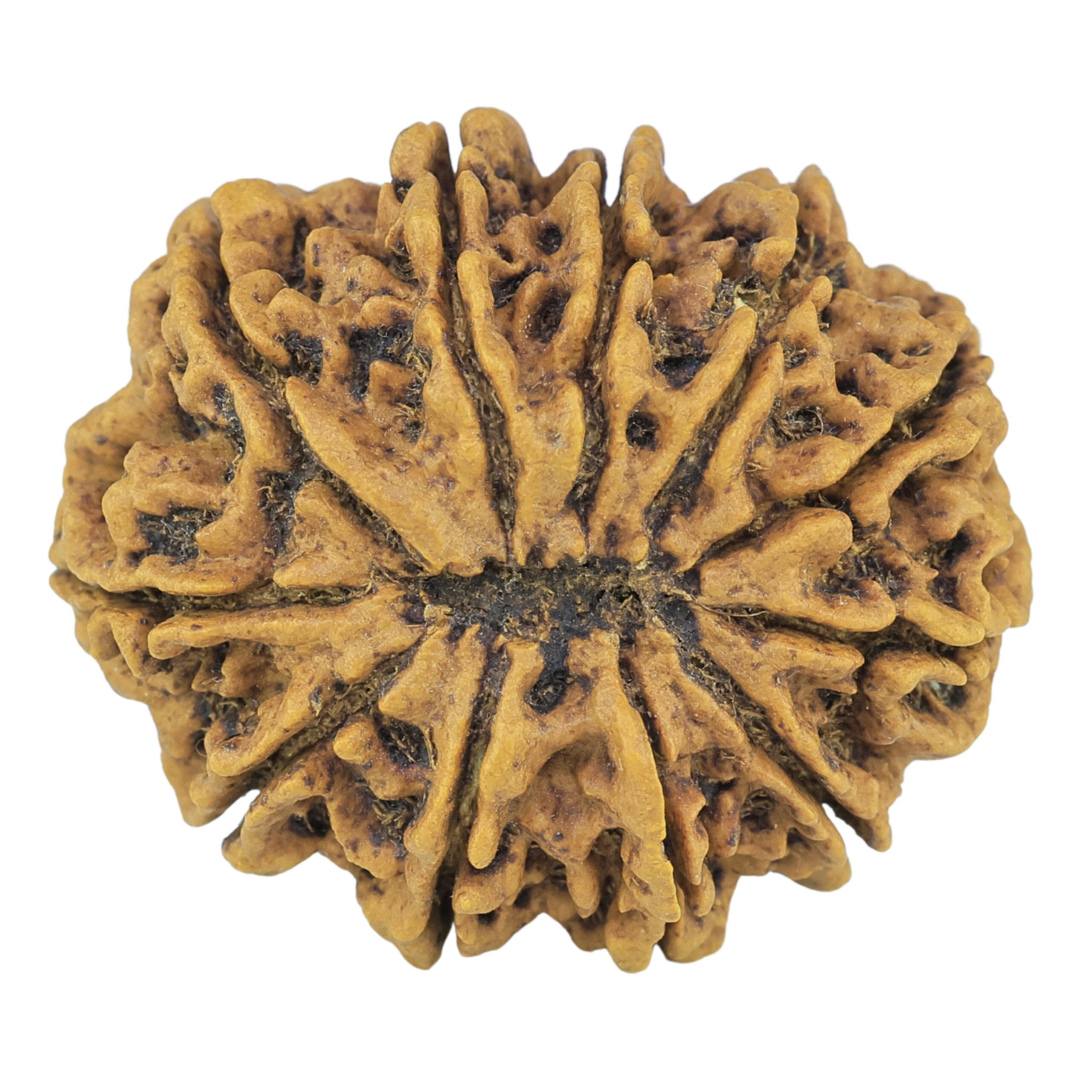 11 Mukhi Rudraksha 31.1mm 6.33gm - Rudraksha back