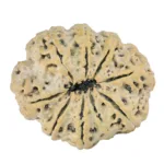 9 Mukhi Rudraksha 31.6mm 6.56gm - Rudraksha back