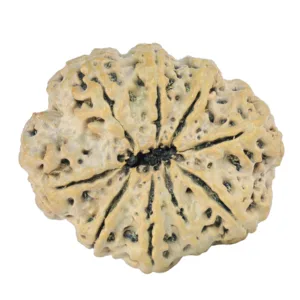 9 Mukhi Rudraksha 31.6mm 6.56gm - Rudraksha back