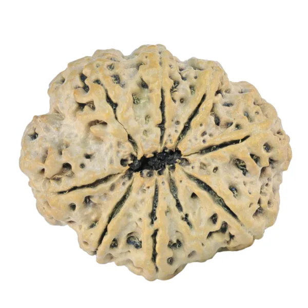 9 Mukhi Rudraksha 31.6mm 6.56gm - Rudraksha back