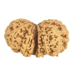 13 MK Gaurishankar 40.7mm 8.78gm - Rudraksha back