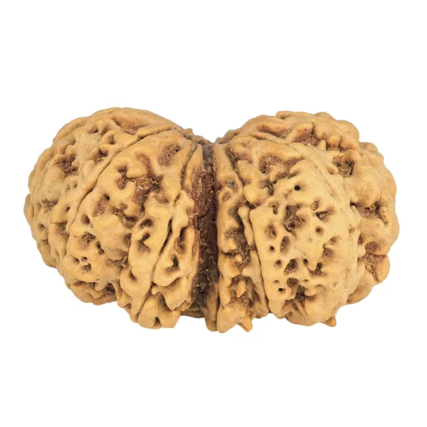 13 MK Gaurishankar 40.7mm 8.78gm - Rudraksha back