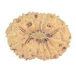16 Mukhi Rudraksha 21.1mm 1.62gm - Rudraksha back