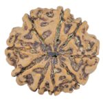 9 Mukhi Rudraksha 25mm 4.94gm - Rudraksha back