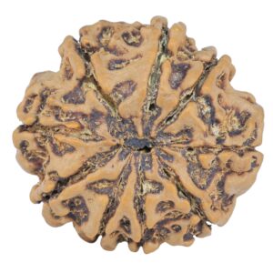 9 Mukhi Rudraksha 25mm 4.94gm - Rudraksha back