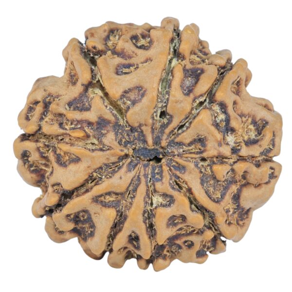 9 Mukhi Rudraksha 25mm 4.94gm - Rudraksha back