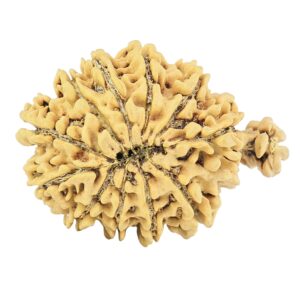 11 Mukhi Ganesh 27.2mm 2.77gm - Rudraksha back