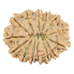14 Mukhi Rudraksha 28.3mm 4.87gm - Rudraksha back