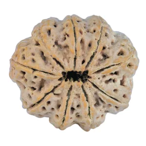 9 Mukhi Rudraksha 30.7mm 8.08gm - Rudraksha back
