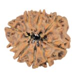 9 Mukhi Rudraksha 25.5mm 4.33gm - Rudraksha back