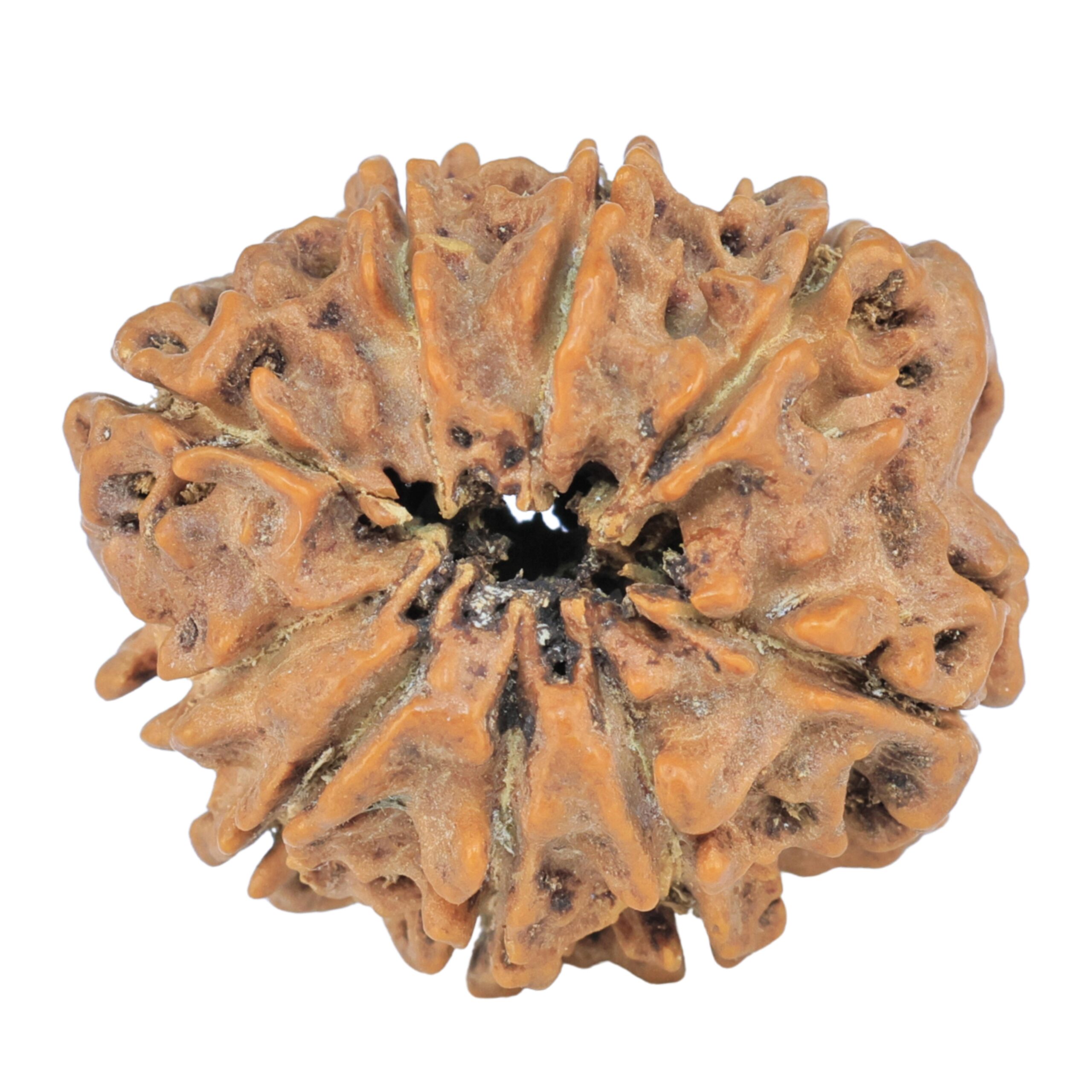 9 Mukhi Rudraksha 25.5mm 4.33gm - Rudraksha back