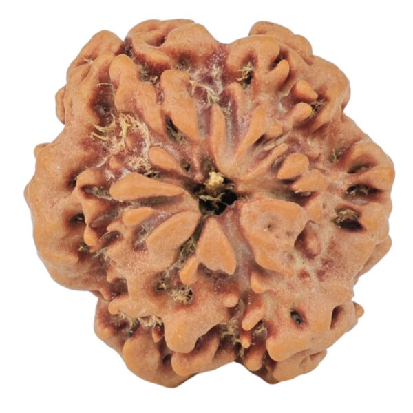 1MK(Underdeveloped) 22.7mm 3.36gm - Rudraksha back