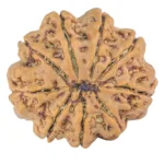 9 Mukhi Rudraksha 25.9mm 5.9gm - Rudraksha back