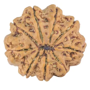 9 Mukhi Rudraksha 25.9mm 5.9gm - Rudraksha back
