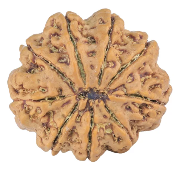 9 Mukhi Rudraksha 25.9mm 5.9gm - Rudraksha back