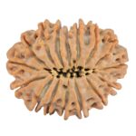 16 Mukhi Rudraksha 27.3mm 4.92gm - Rudraksha back