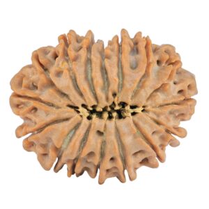16 Mukhi Rudraksha 27.3mm 4.92gm - Rudraksha back