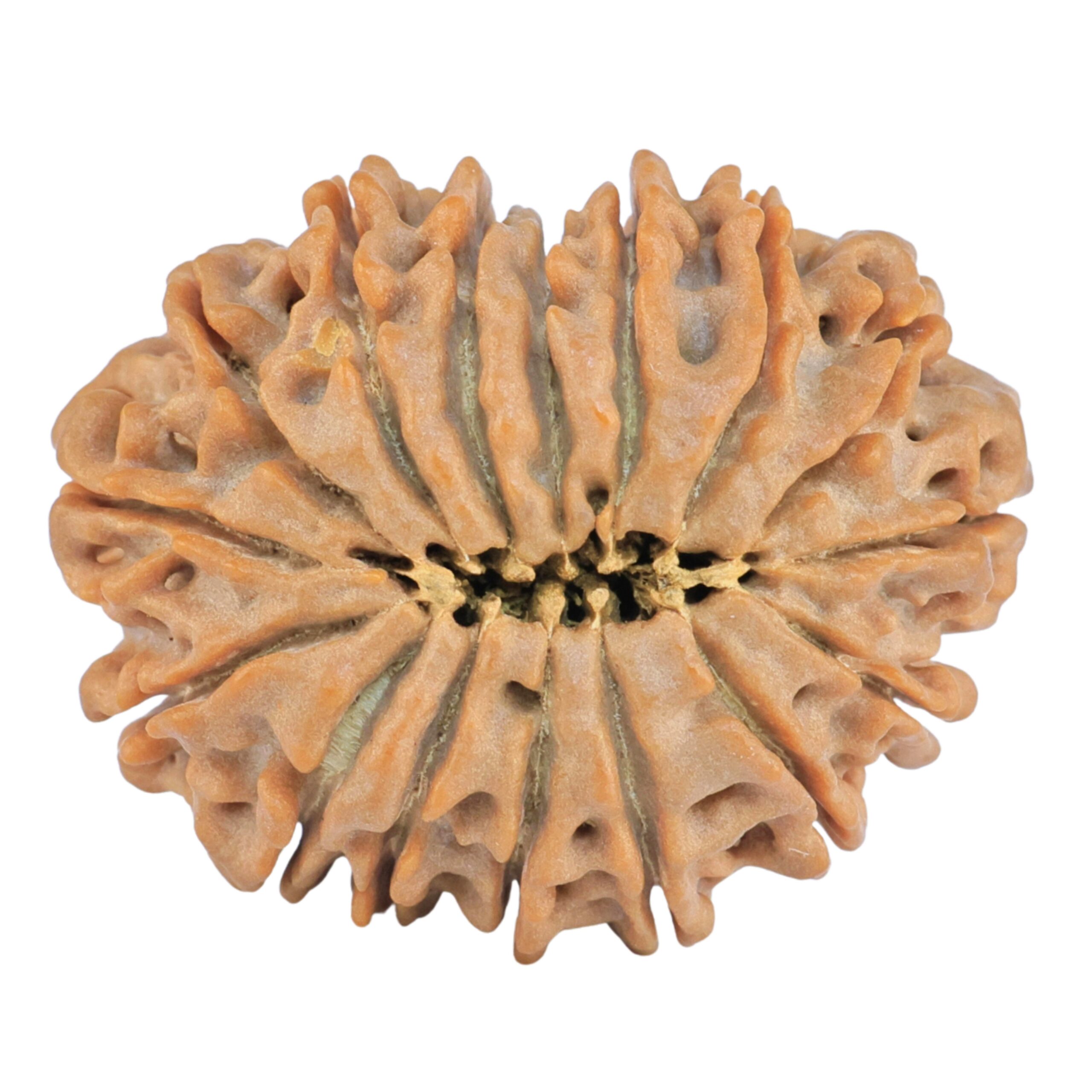 16 Mukhi Rudraksha 27.3mm 4.92gm - Rudraksha back