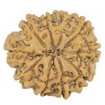 10 Mukhi Rudraksha 25mm 4.25gm - Rudraksha back