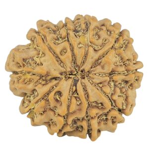 10 Mukhi Rudraksha 25mm 4.25gm - Rudraksha back
