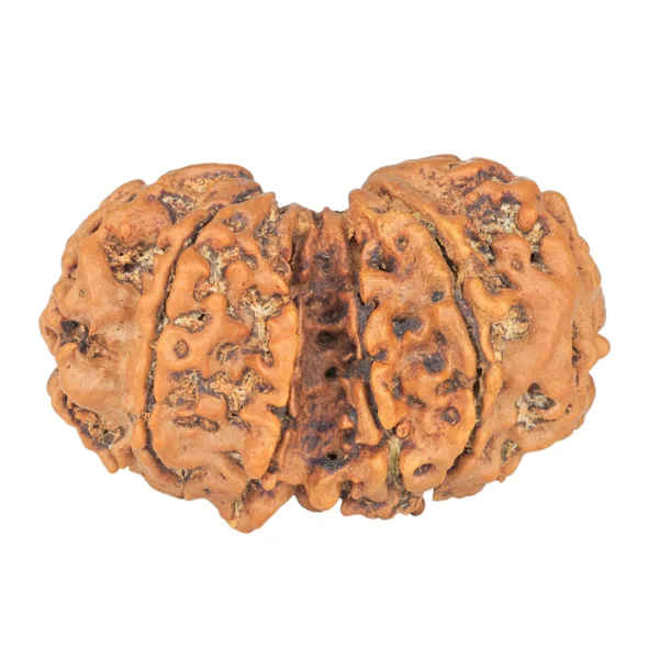 10 Mk Gaurishankar 34.8mm 6.27gm - Rudraksha back