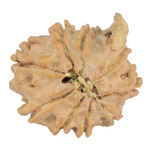 9 Mukhi Ganesh 17.3mm 1.28gm - Rudraksha back