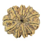 10 Mukhi Rudraksha 28.1mm 5gm - Rudraksha back