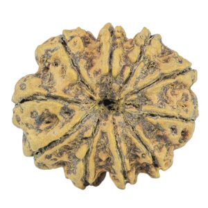 10 Mukhi Rudraksha 28.1mm 5gm - Rudraksha back