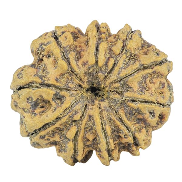10 Mukhi Rudraksha 28.1mm 5gm - Rudraksha back