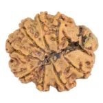 9 Mukhi Ganesh 24mm 2.89gm - Rudraksha back