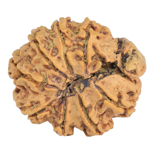 9 Mukhi Ganesh 24mm 2.89gm - Rudraksha back