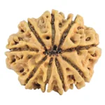 9 Mukhi Rudraksha 28.8mm 4.7gm - Rudraksha back