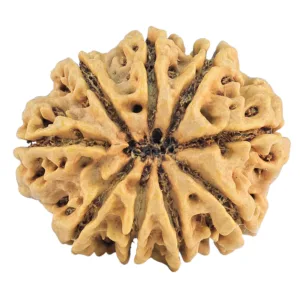 9 Mukhi Rudraksha 28.8mm 4.7gm - Rudraksha back
