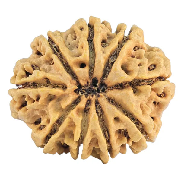 9 Mukhi Rudraksha 28.8mm 4.7gm - Rudraksha back