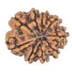 9 Mukhi Rudraksha 25mm 4.22gm - Rudraksha back