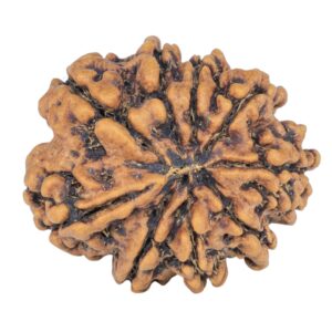 9 Mukhi Rudraksha 25mm 4.22gm - Rudraksha back