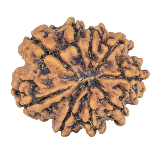 9 Mukhi Rudraksha 25mm 4.22gm - Rudraksha back