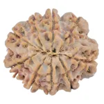 9 Mukhi Rudraksha 28.2mm 6.09gm - Rudraksha back