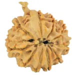10 Mukhi Ganesh 22.2mm 3.31gm - Rudraksha back
