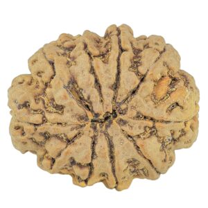 10 Mukhi Rudraksha 28.3mm 5.7gm - Rudraksha back