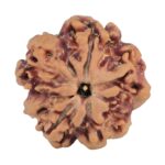1MK(Underdeveloped) 22.5mm 3.79gm - Rudraksha back
