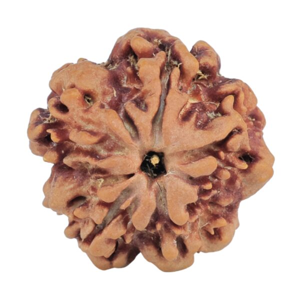 1MK(Underdeveloped) 22.5mm 3.79gm - Rudraksha back