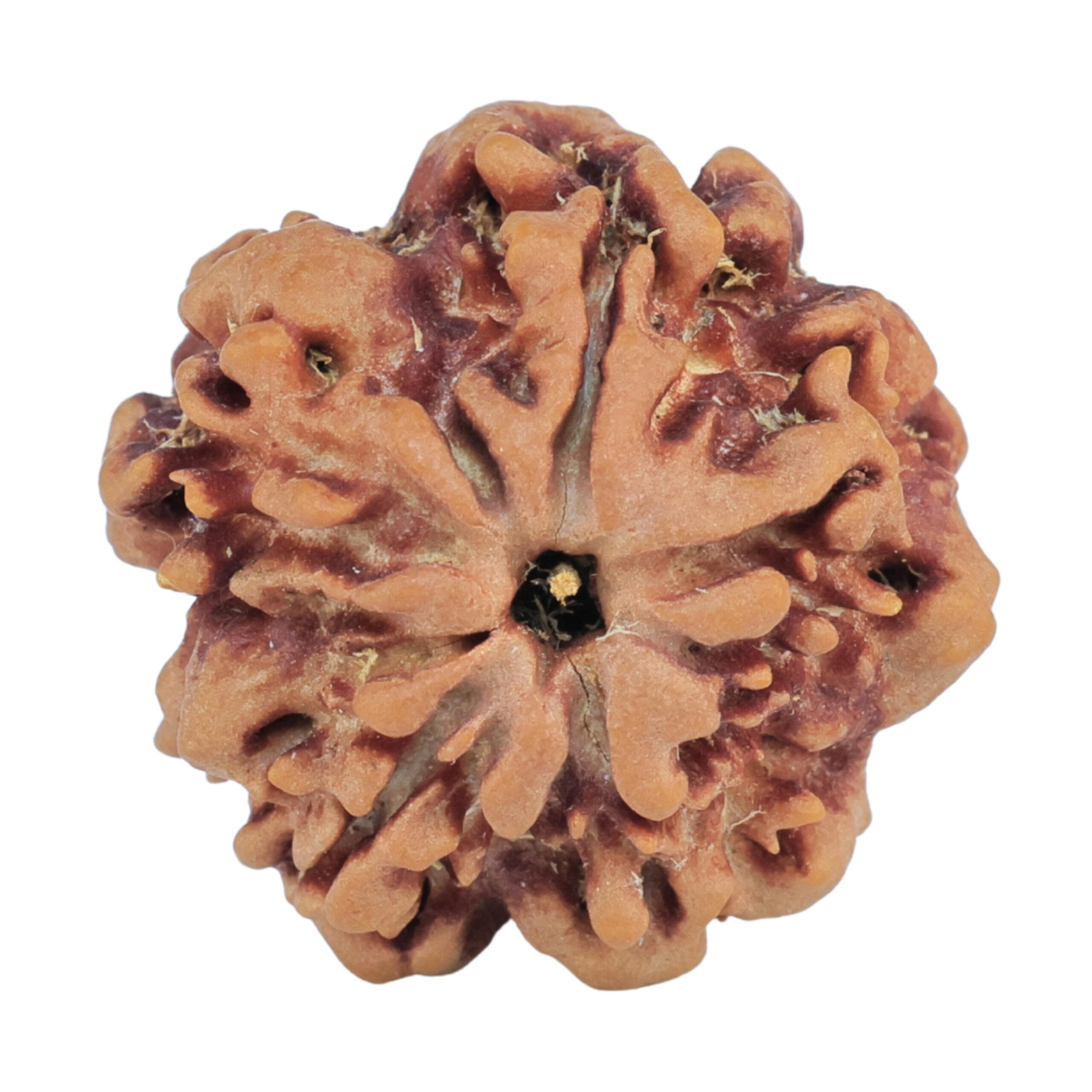 1MK(Underdeveloped) 22.5mm 3.79gm - Rudraksha back